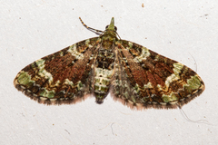 Pasiphila bilineolata