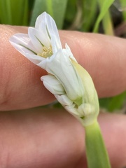Allium triquetrum
