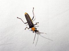 Chauliognathus tricolor