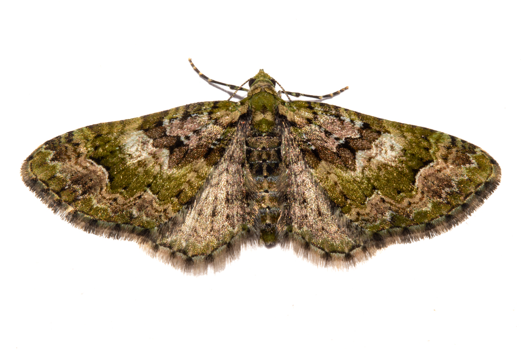 Pasiphila punicea