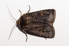 Proteuxoa tetronycha