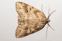 Pseudocoremia rudisata