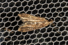 Thamnosara sublitella