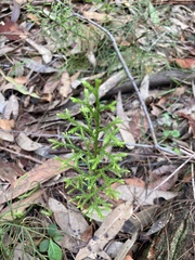 Lycopodium deuterodensum