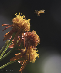 Tetragonisca angustula