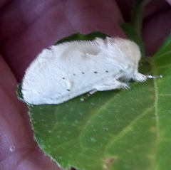 Naroma varipes