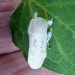 Naroma varipes