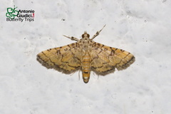 Lamprosema tampiusalis