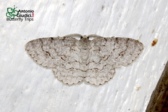 Ctenectropis seisakuraii