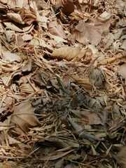 Stenocercus iridescens