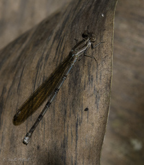 Argia elongata