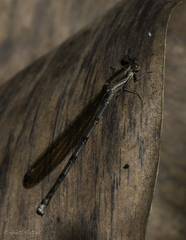 Argia elongata