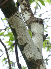 Wrightia arborea