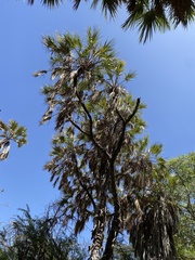 Hyphaene thebaica