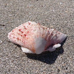 Spondylus tenellus