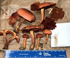 Cortinarius harrisonii