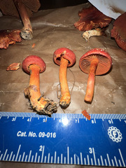 Cortinarius harrisonii