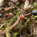 Western Thatching Ant - Photo (c) Thomas Barbin, some rights reserved (CC BY-NC), uploaded by Thomas Barbin