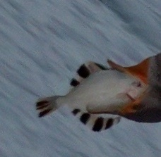 Platichthys stellatus