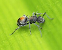 Polyrhachis vermiculosa