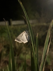 Celastrina echo