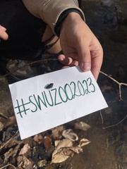 Potamopyrgus antipodarum