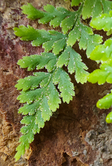 Pityrogramma calomelanos