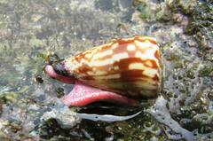 Conus nux