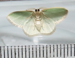 Omphacodes punctilineata