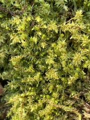 Aulacomnium palustre