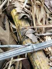 Stenocercus iridescens