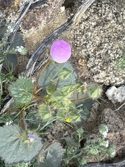 Eremalche rotundifolia