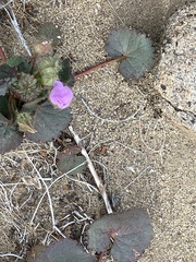 Eremalche rotundifolia