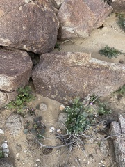 Eremalche rotundifolia