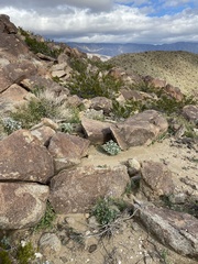 Eremalche rotundifolia