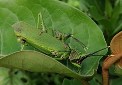 Taphronota calliparea