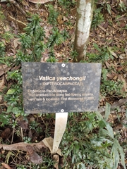 Vatica yeechongii