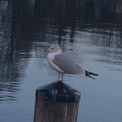 Larus delawarensis