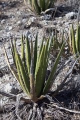 Agave lechuguilla