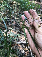 Rhynchospora corniculata