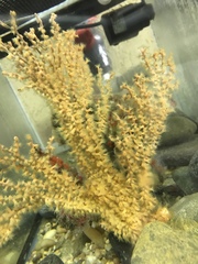 Parazoanthus swiftii