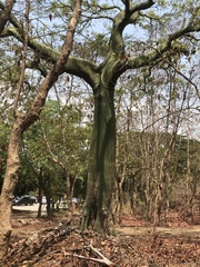 Ceiba trischistandra