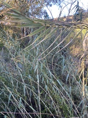 Arundo donax