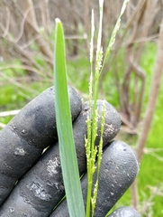 Glyceria declinata