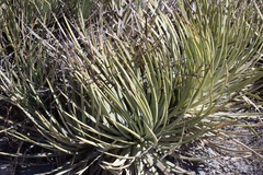Agave striata