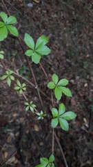 Cissus striata