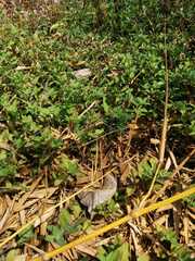 Malvastrum coromandelianum capitatospicatum