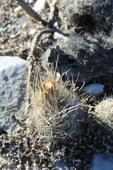 Ancistrocactus scheeri