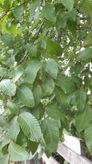Nothofagus alpina
