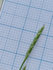 Glyceria declinata